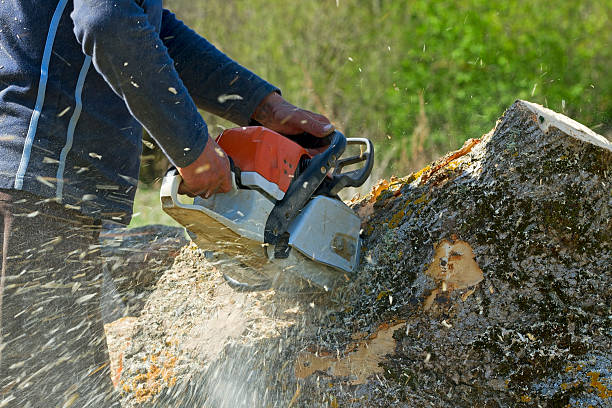 Best Stump Grinding and Removal  in La Croft, OH